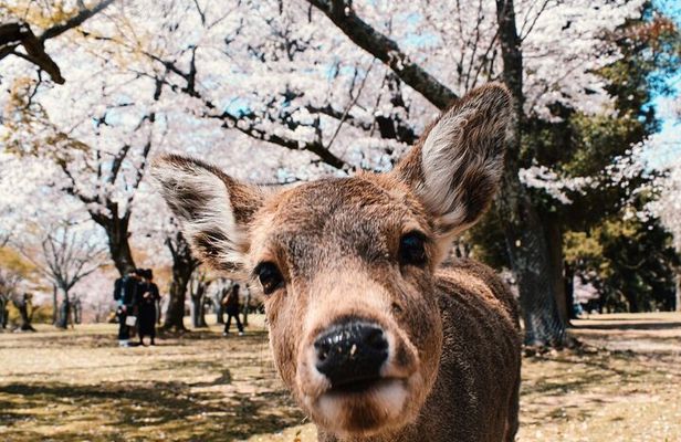 Nara : Private Day Walking Tour (From Osaka/Kyoto Possible)