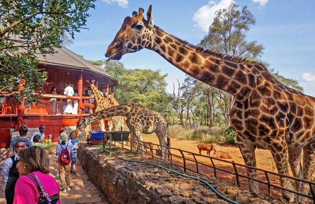 Giraffe Centre Safari Experience in Nairobi 