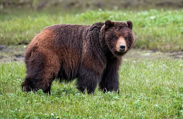 Pack Creek Bear Viewing