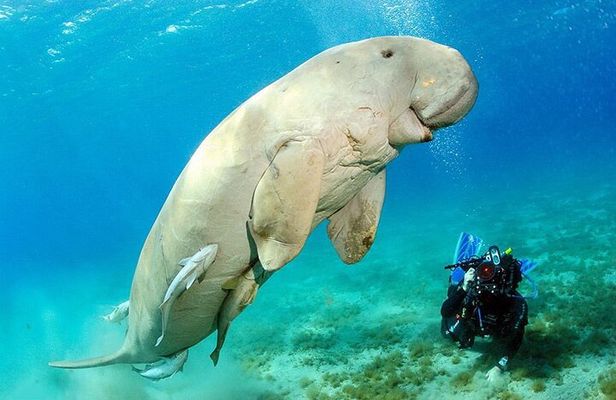 Snorkeling Day Trip With Dugong And Turtles Marsa Mubarak By Boat