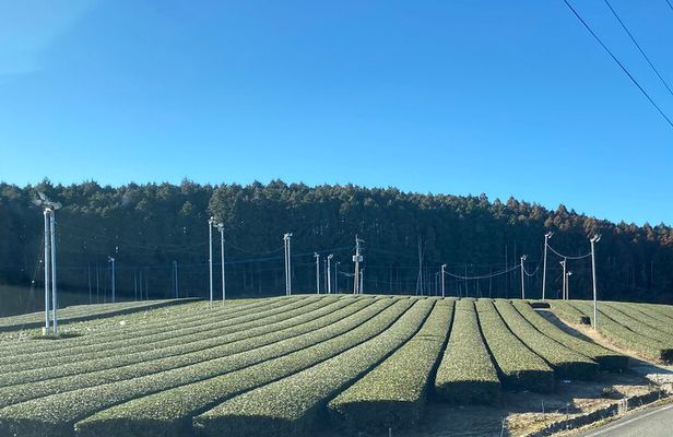 Ceramics and Green Tea Tour of Nagasaki and Saga Prefecture
