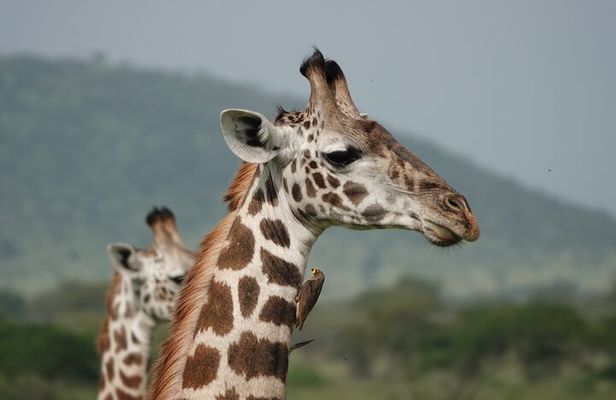 6 Days Mid-Range Tanzania Safari