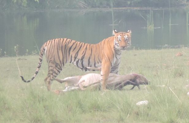 3 Nights 4 Days Bardia Tiger Tracking Tour | Bardia Jungle Safari