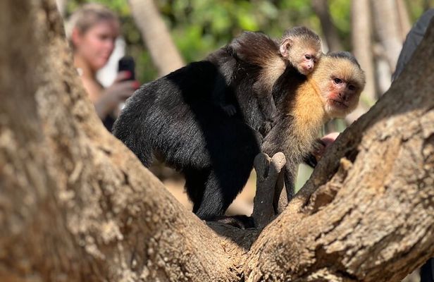 Monkey, Crocodile, Sloths & Beach Experience