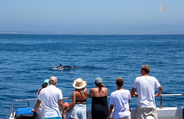 Cetacean Watching Tour