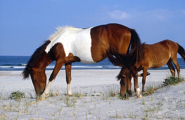 Assateague Island Cruise Departs from Ocean Pines