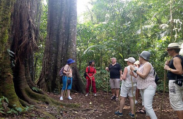 Bali Jungle Escapade: Rainforest and Waterfall Trekking
