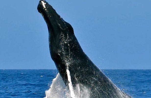 Whale Watching on Sundeck in Bermuda