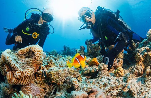 Join our Daily Diving Trip with 2 dives Transfer & Lunch-Hurghada