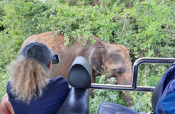 Wildlife Safari Yala National park