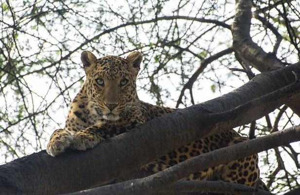 6-Days Golden Triangle Tour With Ranthambore & Jhalana Safari