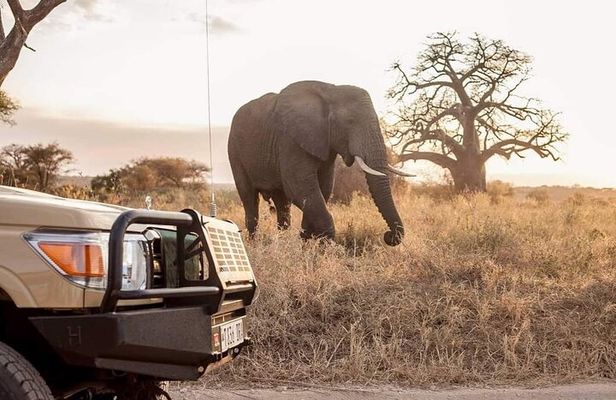 Private Tarangire National Park Day Tour