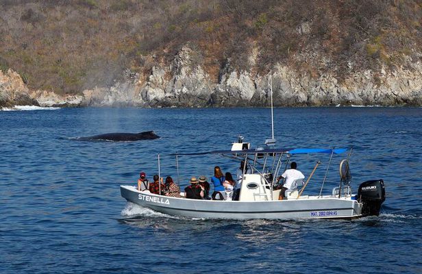 Huatulco Whale Watch Adventures