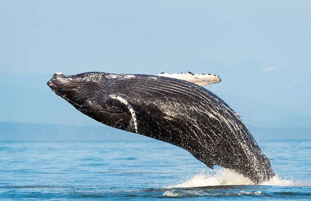 Huatulco Whale & Dolphin Adventure