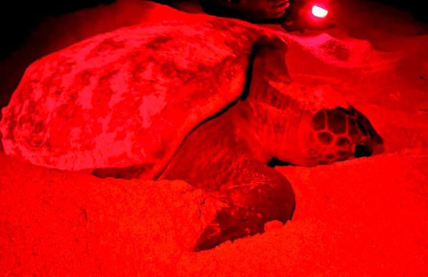 Guided turtle tour in a group in Boa Vista