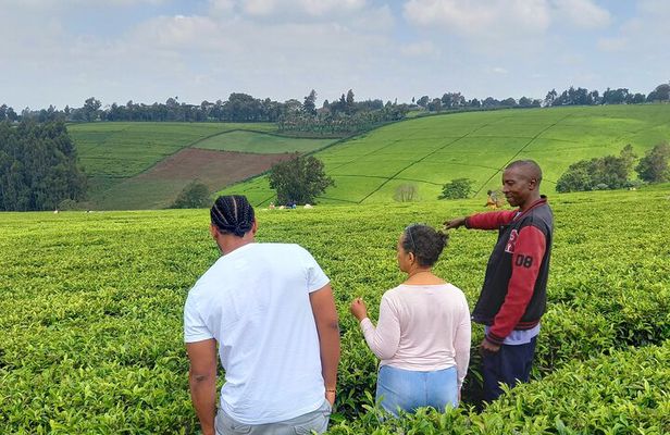 Riara tea farm tour with lunch and tea tasting from Nairobi