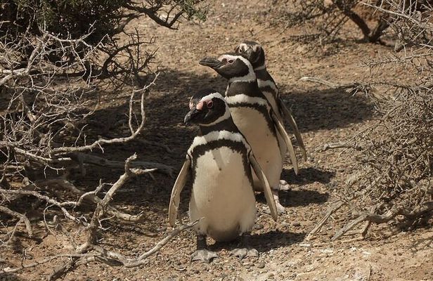Guided Visit to Punta Tombo for Cruises Includes Snack