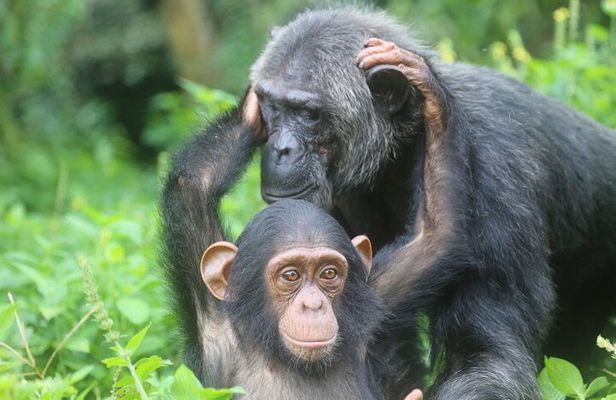 1 Day chimpanzee trekking at Ngamba Island 