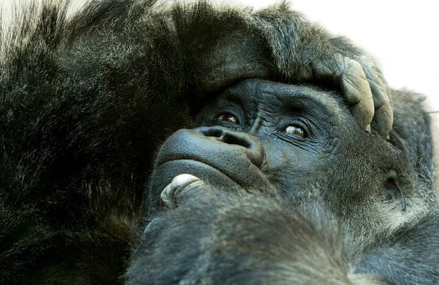  3 Day Private Gorilla and Safari Tour in Uganda