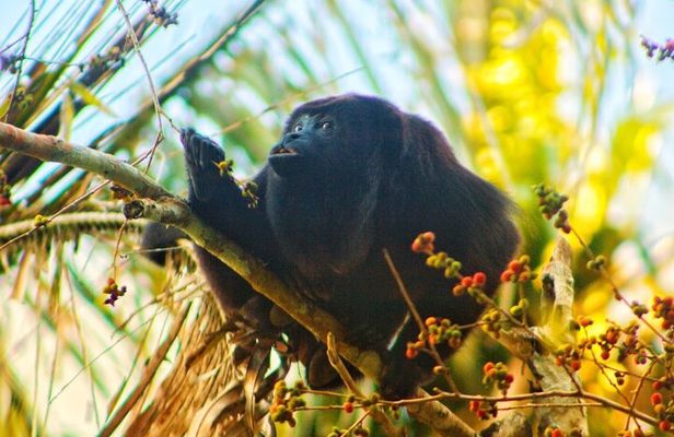 Bacalar : Private Tour to the Mayan Temple of the Sun. Professional Guides
