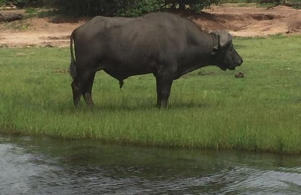 1 Day Chobe National Park Safari Experience