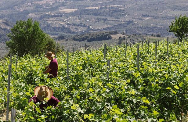 The Best Winery & Tasting Tour in Nemea.Enjoy a unique all day wine tasting tour