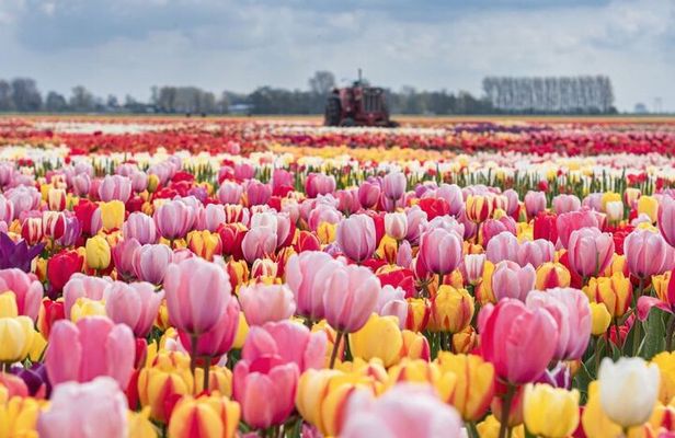 Private Tour to Tulips, Keukenhof, Windmills & Cheese Farm
