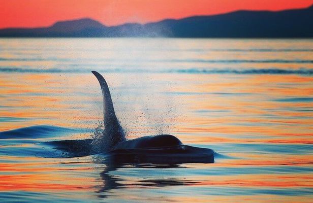 Parksville Sunset Whale and Wildlife Adventure