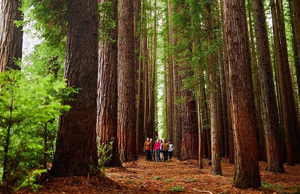 Fruit Picking & Nature Private Tour Yarra Valley & Warburton