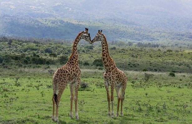 3-Day Meru National Park Private Guided Safari Tour