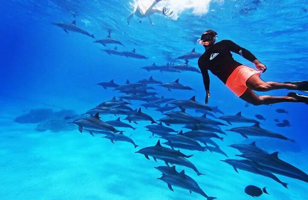 Samadai Dolphin House Snorkel Trip - Marsa Alam