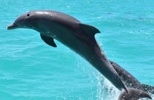 Key West's Favorite Afternoon Dolphin Sail