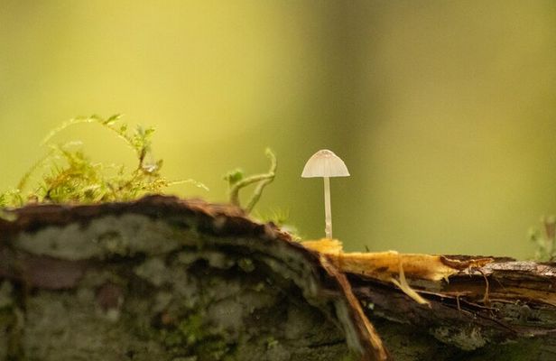 Whistler: Coastal Rainforest Walk