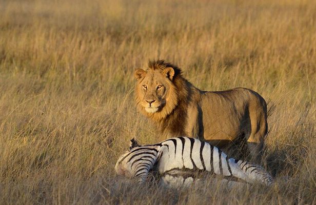 2-Day Safari trip to Hwange National Park from Victoria Falls