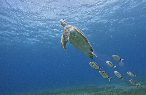 Small Group Snorkeling in Abades Bay with Licensed Guide