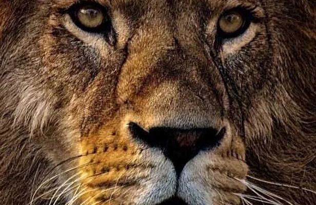 4-Day Tanzania Camping Safari Experience