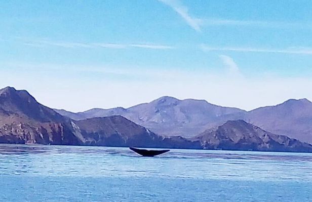 Blue Whale Watching in Loreto