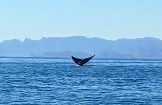 Blue Whale Watching Experience in Loreto