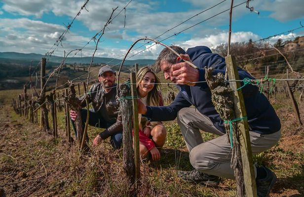 Exclusive Wine Tour and Tasting Experience in Siena