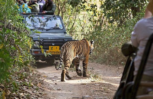 Private Day Trip To Ranthambore National Park from Jaipur