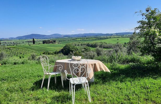 Olive experience Walk among the olive trees with tasting