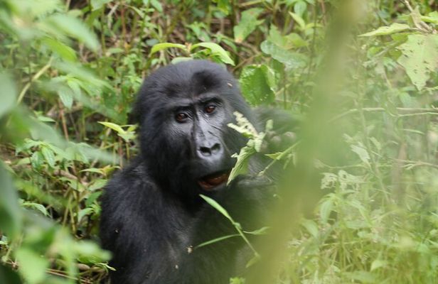 3 Days Private Gorilla Tracking in Bwindi Impenetrable Forest