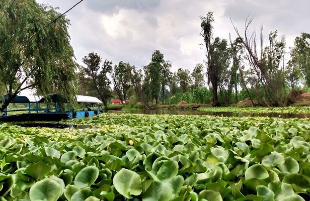Xochimilco Day Trip Know a Farmland Food and Hop on a Trajinera