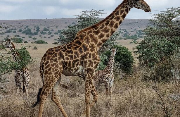Afternoon Tour To Nairobi National Park