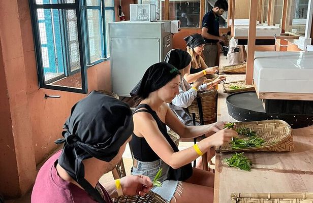 Handmade Tea Tour in Ella Sri Lanka