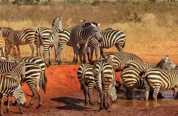 Mombasa/Diani: Overnight Safari to Tsavo East National Park