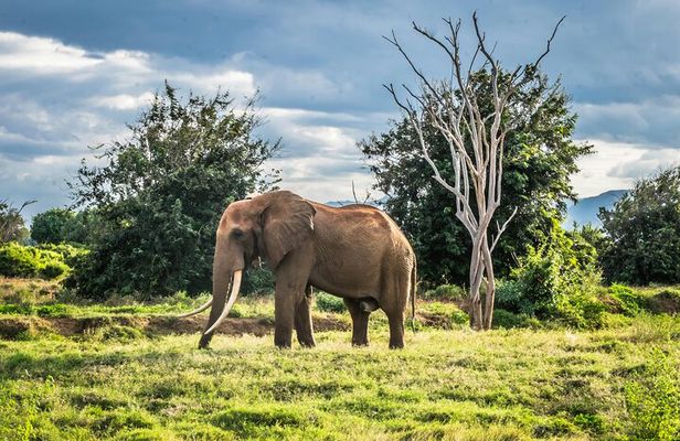 1 Day Group tour to Tsavo East National Park with Buffet Lunch