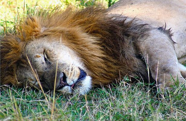 3 Days Safari to Samburu National Reserve from Nairobi