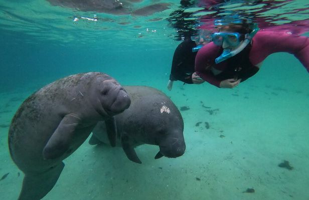 All Inclusive Private Manatee Swim
