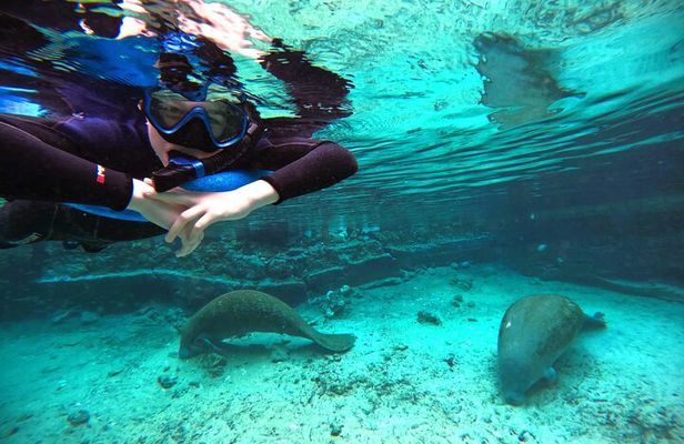 Small Group 6 Passenger Manatee Swim